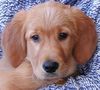 Golden Retriever Foto: TOPAS 15 Wochen (ID 9461) Golden Retriever Hund