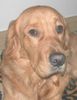 Golden Retriever Foto: TOPAS_2 (ID 19874) Golden Retriever Hund