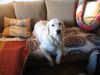 Golden Retriever Foto: Rebekka, geboren 28.02.03 (ID 10086) Golden Retriever Hund