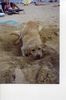 Golden Retriever Foto: Das bin ich! (ID 1247) Golden Retriever Hund