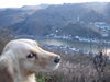 Golden Retriever Foto: Lea genießt die Aussicht (ID 27081) Golden Retriever Hund