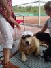 Golden Retriever Foto: Anton, 9Monate, Juli 2007 (ID 40171) Golden Retriever Hund