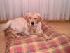 Golden Retriever Foto: Henry of Cottage Garden 21 Monate (ID 12107) Golden Retriever Hund