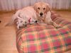 Golden Retriever Foto: Spiel mit mir ! (ID 12133) Golden Retriever Hund