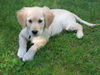 Golden Retriever Foto: Hallo ich bin Lea (ID 26671) Golden Retriever Hund