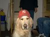 Golden Retriever Foto: Eliot das Rotkäppchen (ID 18959) Golden Retriever Hund