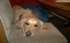 Golden Retriever Foto: Was guckst du? (ID 18960) Golden Retriever Hund
