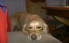 Golden Retriever Foto: Eliot sagt:It's cool Man....! (ID 18961) Golden Retriever Hund