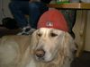 Golden Retriever Foto: Eliot das Rotkäppchen Part 2 (ID 18962) Golden Retriever Hund