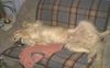 Golden Retriever Foto: Kraul mich.........!!!!! (ID 18963) Golden Retriever Hund