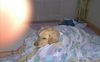 Golden Retriever Foto: Eliot im Bett (ID 18964) Golden Retriever Hund