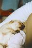 Golden Retriever Foto: Gina 11 tage (ID 28669) Golden Retriever Hund