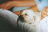 Golden Retriever Foto: Gina 11 tage (ID 28670) Golden Retriever Hund