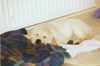 Golden Retriever Foto: Gina ersten Stunden zu Hause (ID 28458) Golden Retriever Hund