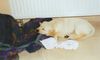 Golden Retriever Foto: Gina ersten Stunden zu Hause (ID 28459) Golden Retriever Hund