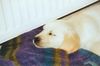 Golden Retriever Foto: Ginas erste Stunden zu hause (ID 28672) Golden Retriever Hund