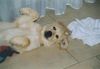 Golden Retriever Foto: Unsere Süsse (ID 28866) Golden Retriever Hund