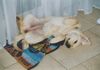 Golden Retriever Foto: Gina 12 wochen (ID 28460) Golden Retriever Hund