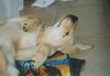 Golden Retriever Foto: Unsere Süsse (ID 28865) Golden Retriever Hund