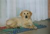 Golden Retriever Foto: Ginas 12 wochen (ID 28675) Golden Retriever Hund
