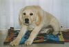 Golden Retriever Foto: Gina 12 wochen (ID 28461) Golden Retriever Hund