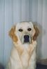 Golden Retriever Foto: Gina 7 monate alt (ID 28462) Golden Retriever Hund