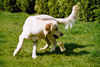 Golden Retriever Foto: Unsere Süsse (ID 28867) Golden Retriever Hund