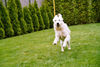 Golden Retriever Foto: Fliegende Gina (ID 28667) Golden Retriever Hund