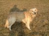 Golden Retriever Foto: Hundename: Santo (ID 2975) Golden Retriever Hund