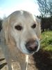 Golden Retriever Foto: Hundename: Santo (ID 2974) Golden Retriever Hund