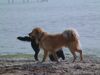 Golden Retriever Foto: Hier können wir bleiben ! (ID 5641) Golden Retriever Hund