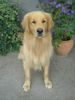 Golden Retriever Foto: Denny (ID 8412) Golden Retriever Hund