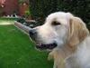 Golden Retriever Foto: Gina unser Sonnenschein (ID 35506) Golden Retriever Hund