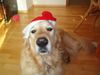 Golden Retriever Foto: Eine wahre Schönheit kann Nichts entstellen (ID 17025) Golden Retriever Hund