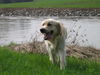 Golden Retriever Foto: unsere Gina (ID 27692) Golden Retriever Hund