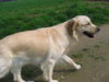Golden Retriever Foto: unsere Gina (ID 27693) Golden Retriever Hund