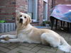 Golden Retriever Foto: Gina 2Jahre alt (ID 27199) Golden Retriever Hund