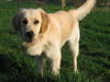 Golden Retriever Foto: Gina 2Jahre alt (ID 27195) Golden Retriever Hund