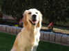 Golden Retriever Foto: Unsere Süsse (ID 28868) Golden Retriever Hund