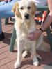 Golden Retriever Foto: Gina 2Jahre alt (ID 27198) Golden Retriever Hund