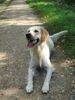 Golden Retriever Foto: Unsere Süsse Gina (ID 35525) Golden Retriever Hund
