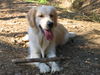 Golden Retriever Foto: unsere Gina (ID 27694) Golden Retriever Hund