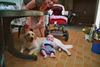 Golden Retriever Foto: Unsere Süsse Gina (ID 35527) Golden Retriever Hund