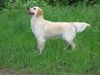 Golden Retriever Foto: Gina 3 Jahre (ID 35477) Golden Retriever Hund