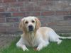 Golden Retriever Foto: Unsere Süsse Gina (ID 35526) Golden Retriever Hund