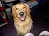 Golden Retriever Foto: AJAX (ID 6549) Golden Retriever Hund