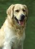 Golden Retriever Foto: Ein (ID 12714) Golden Retriever Hund