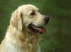 Golden Retriever Foto: Ein \ (ID 12715) Golden Retriever Hund