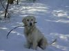 Golden Retriever Foto: Juchu, endlich Schnee... (ID 7687) Golden Retriever Hund
