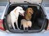 Golden Retriever Foto: Einstein - Maja - Jenny (ID 33365) Golden Retriever Hund